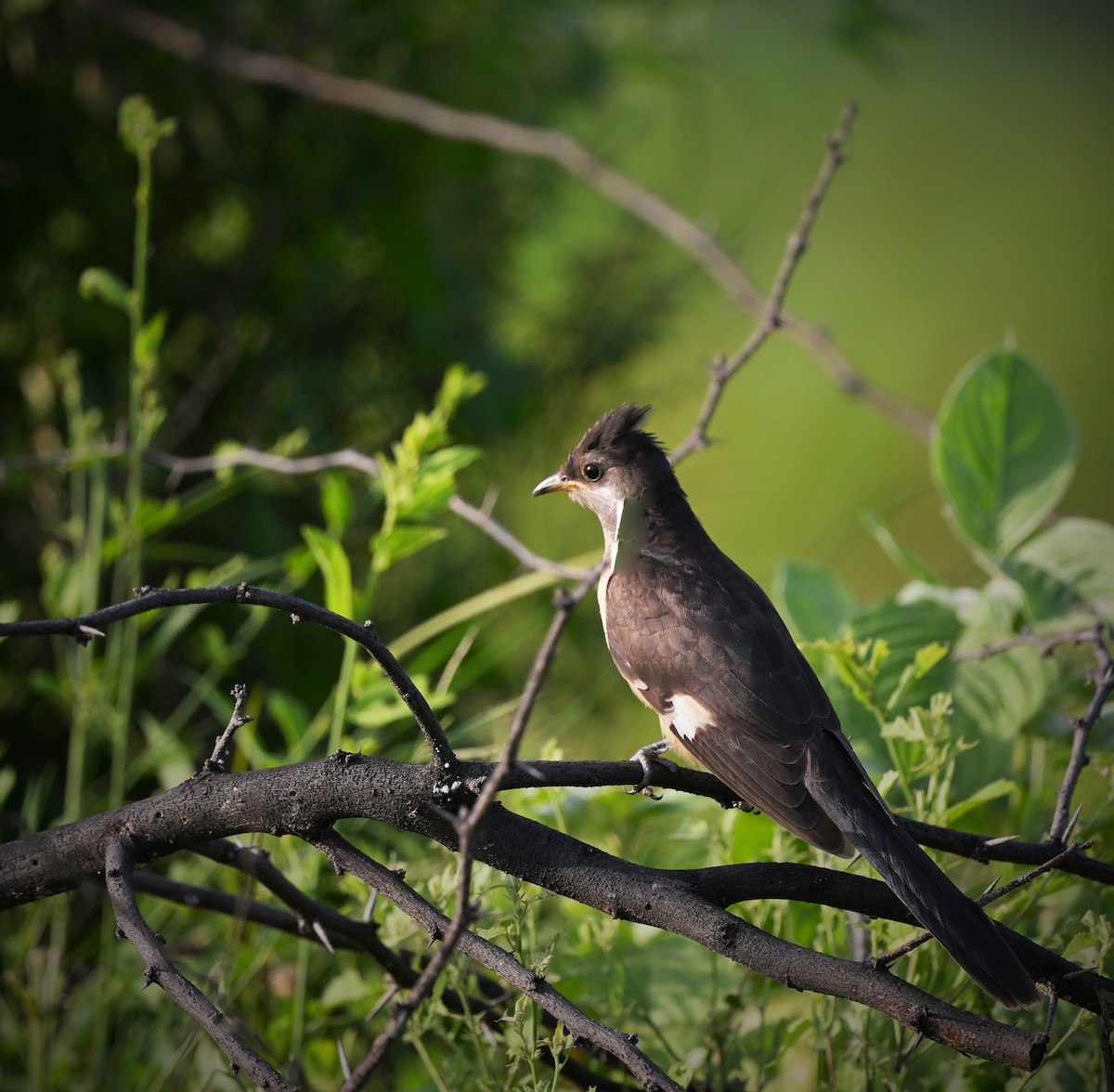 Pied Cuckoo - ML609877356