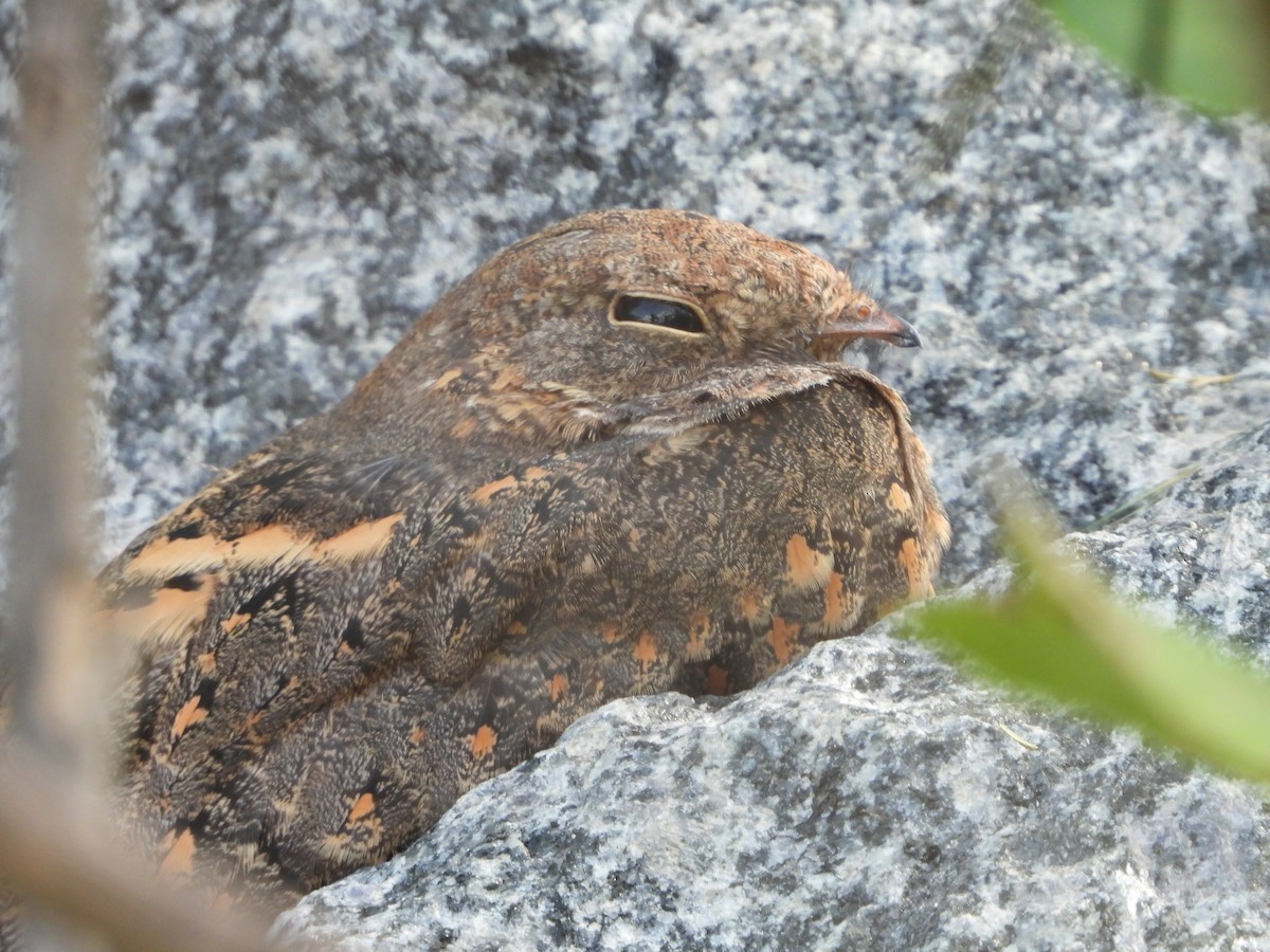 Savanna Nightjar - ML609877380