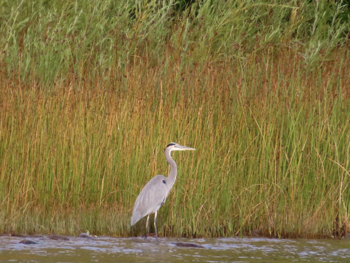 Great Blue Heron - ML609877423