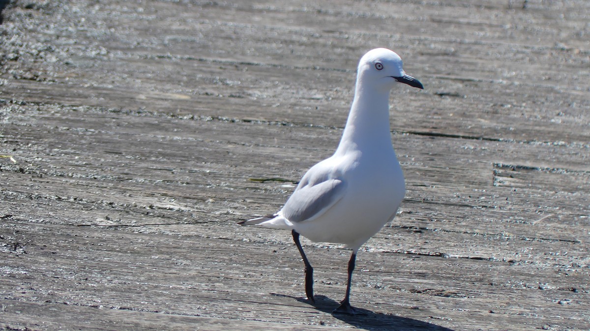 Black-billed Gull - ML609877506