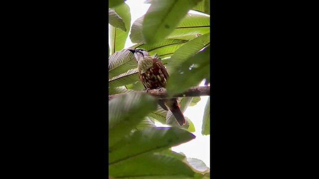 Three-wattled Bellbird - ML609877510