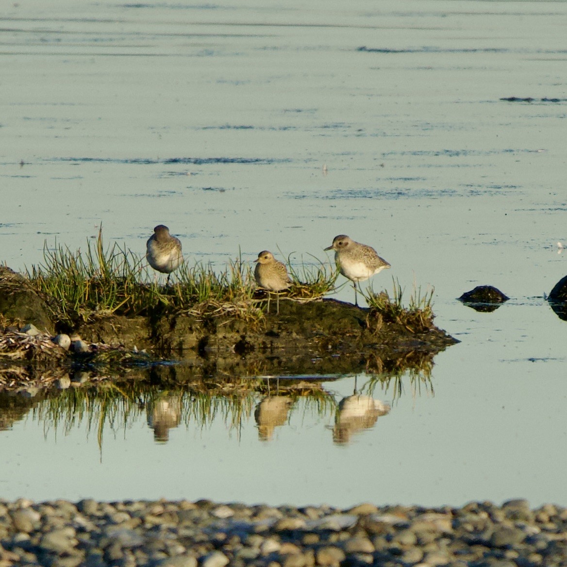 American Golden-Plover - Ben Lambert