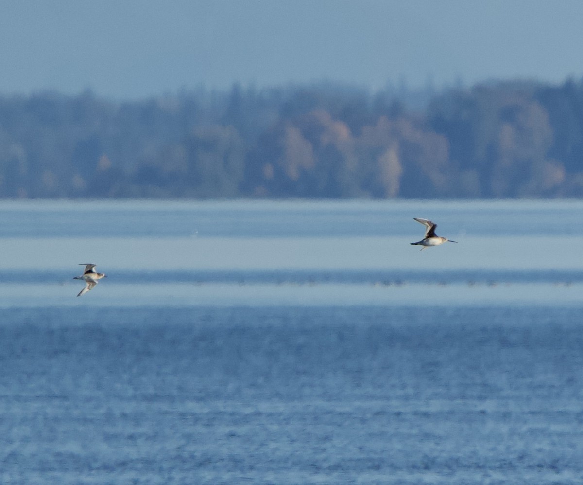 Hudsonian Godwit - Ben Lambert