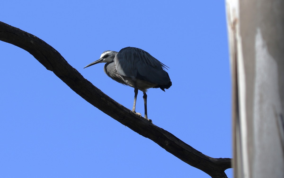 volavka bělolící - ML609877580