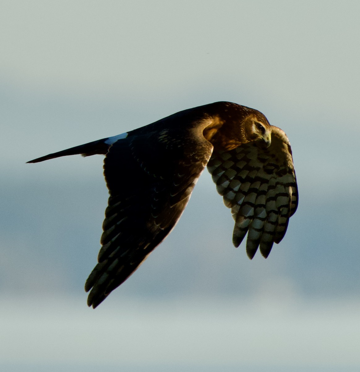 Northern Harrier - Ben Lambert