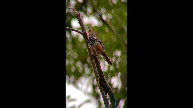 Band-backed Wren - ML609877615