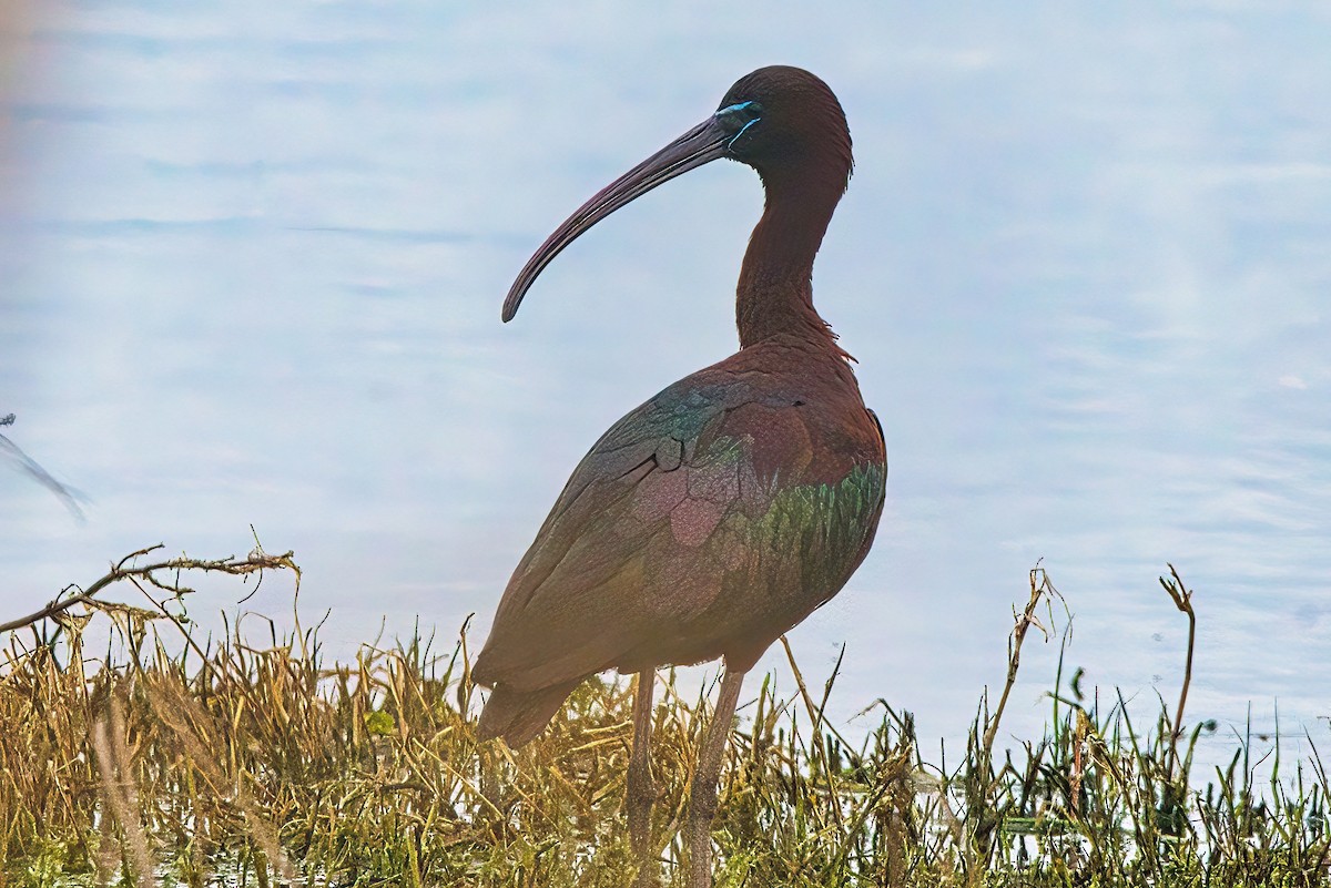 Glossy Ibis - ML609877642