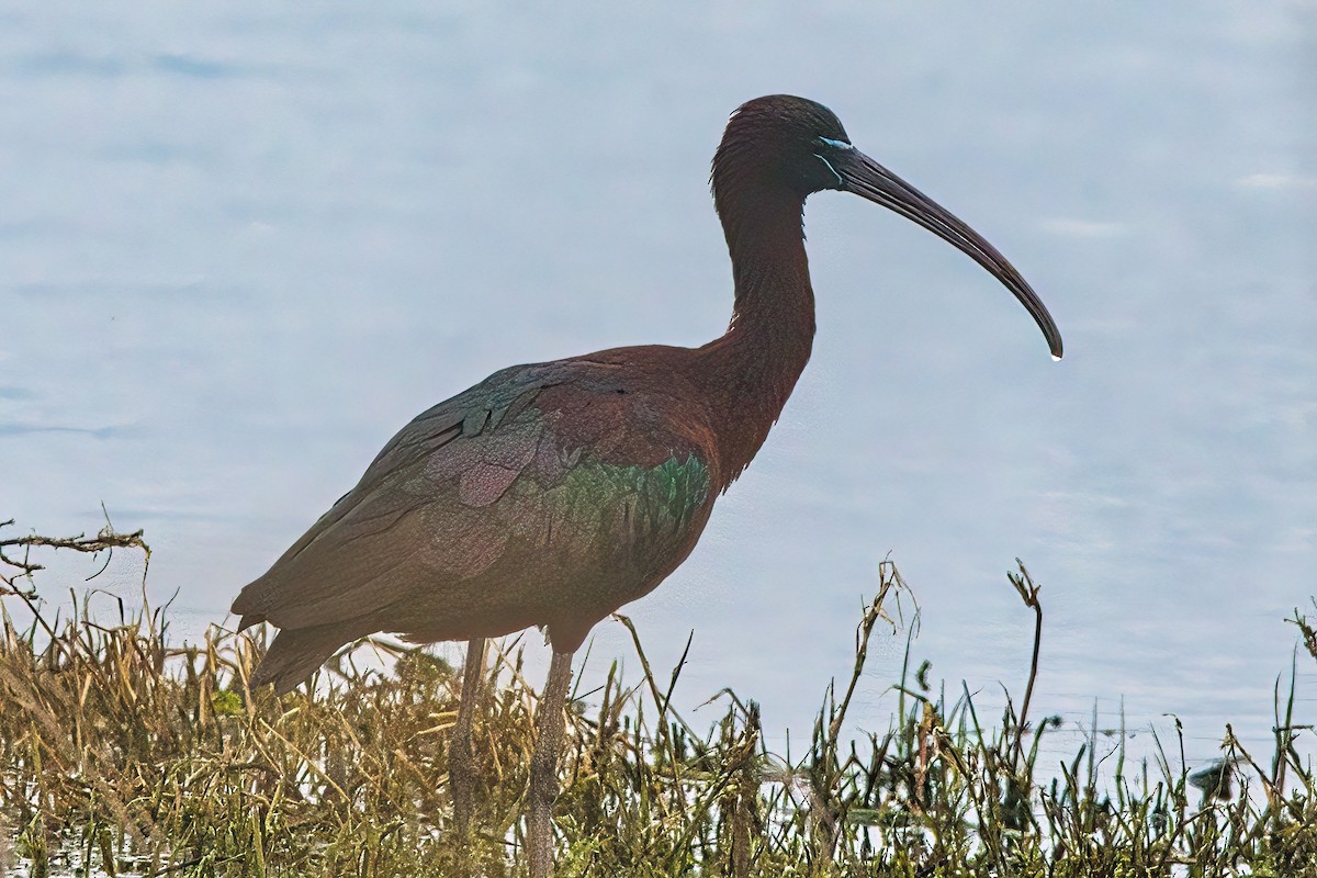 Glossy Ibis - ML609877643