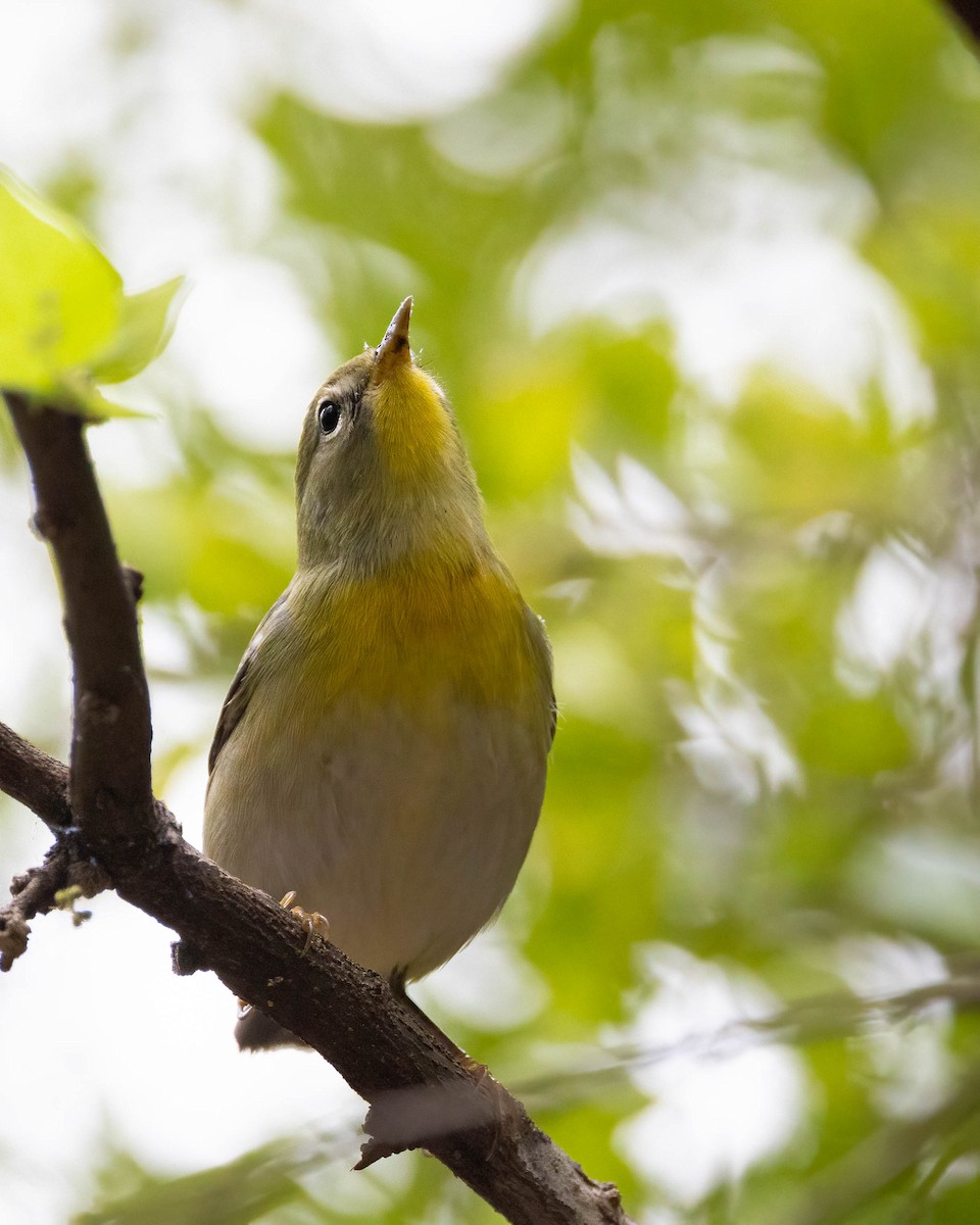 Northern Parula - Andy DeBroux