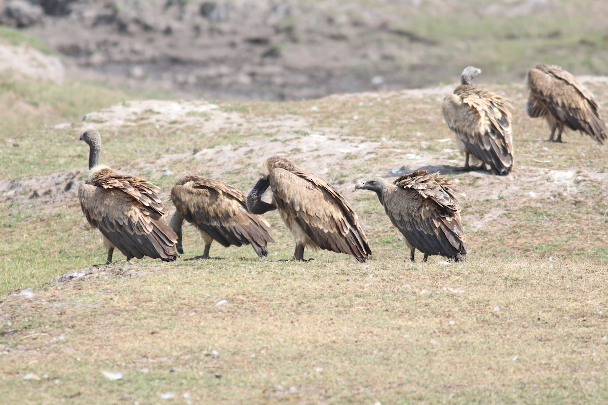 Indian Vulture - ML609877724