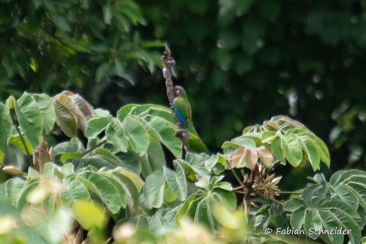 pyrura modročelý (ssp. caeruleiceps) - ML609877795