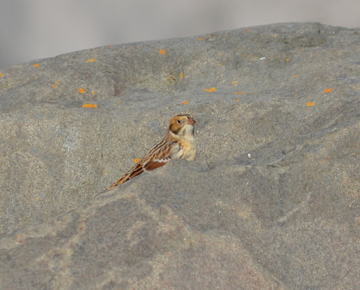 Lapland Longspur - ML609877830