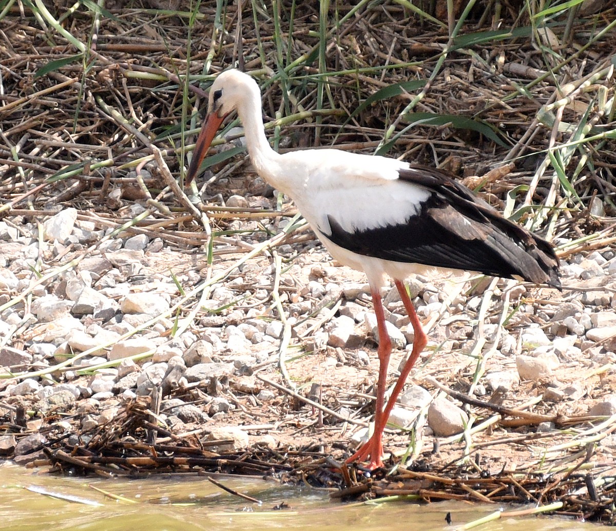 White Stork - ML609877834