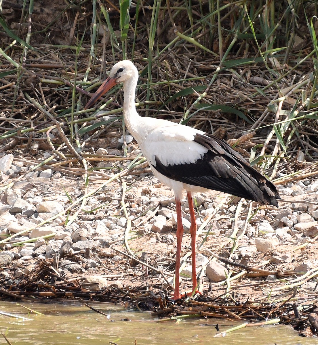 White Stork - ML609877835