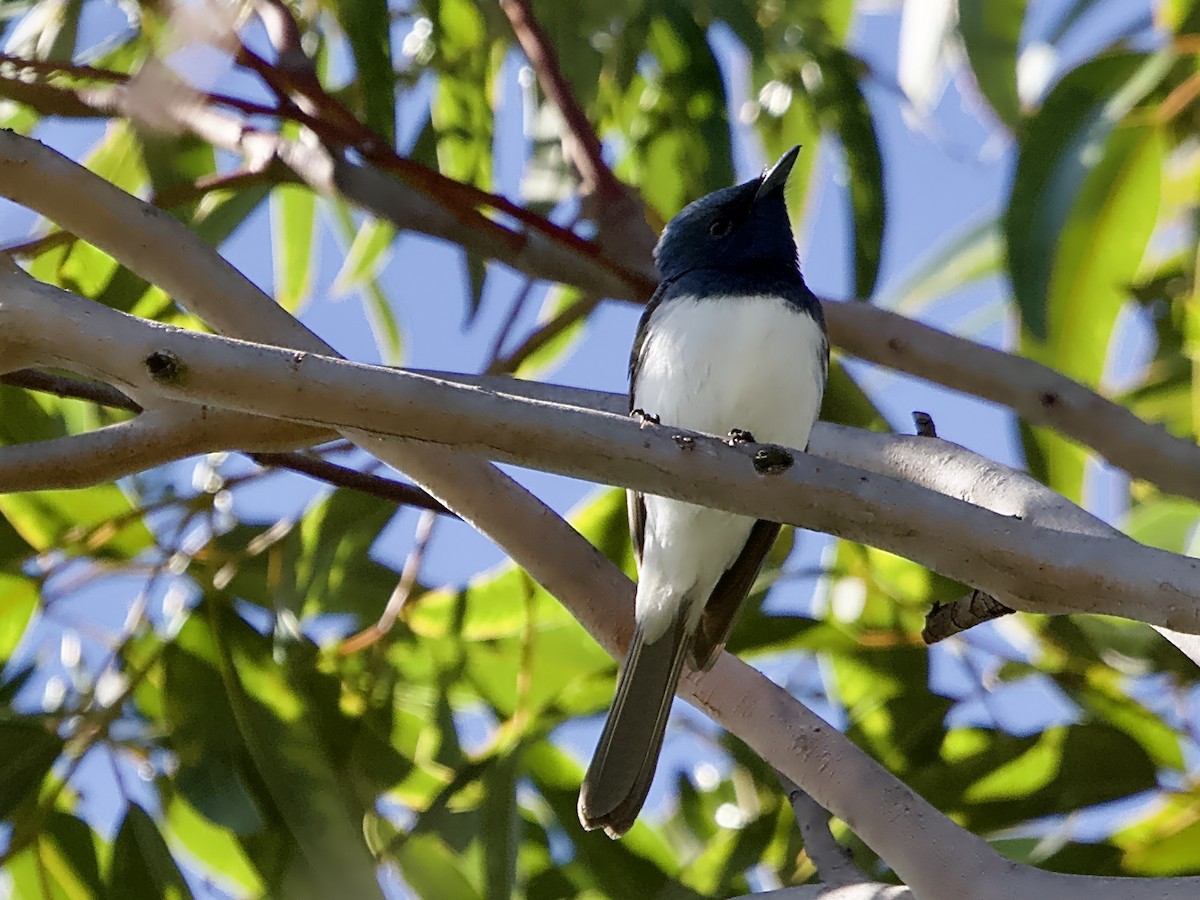 Leaden Flycatcher - ML609878023