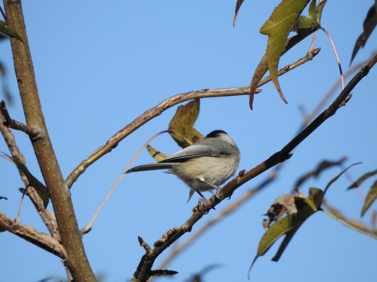 Carolina Chickadee - ML609878216