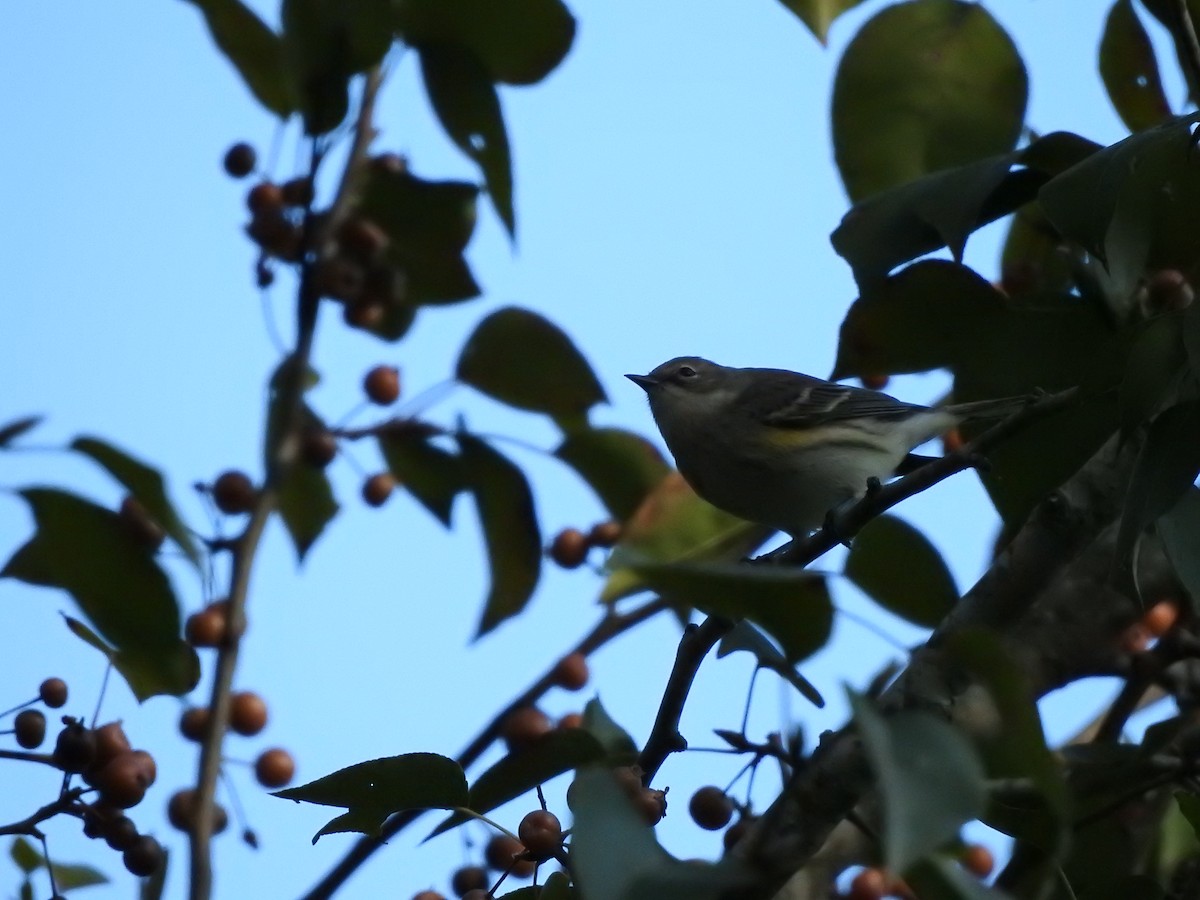 Yellow-rumped Warbler - ML609878272