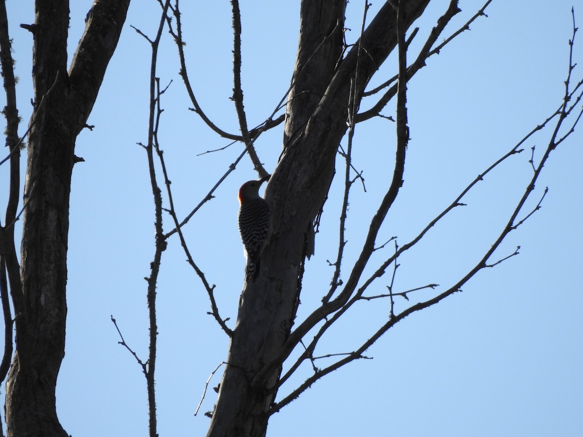 Red-bellied Woodpecker - ML609878277