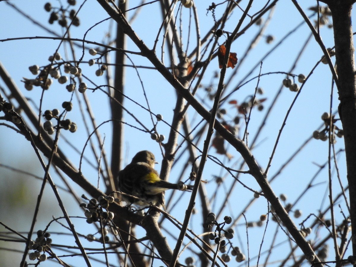 Yellow-rumped Warbler - ML609878279