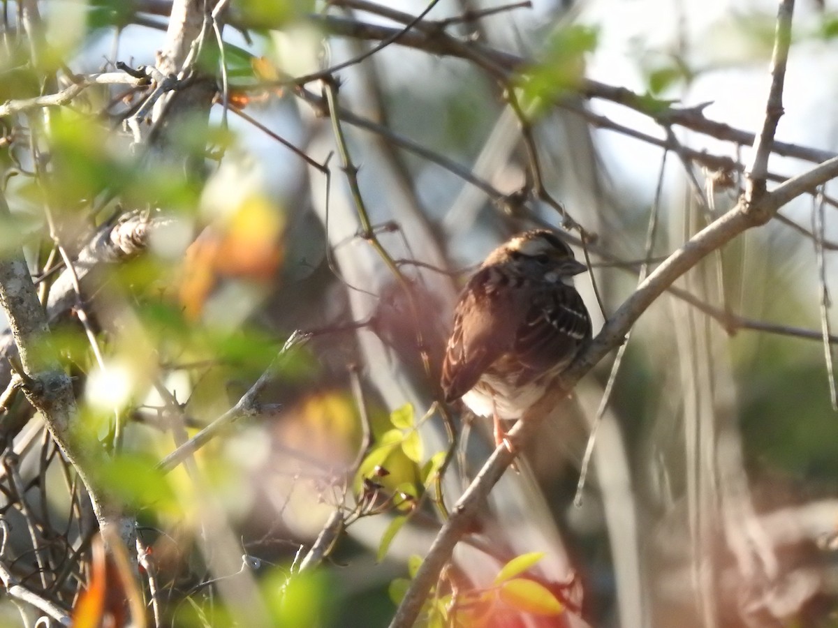 White-throated Sparrow - ML609878282