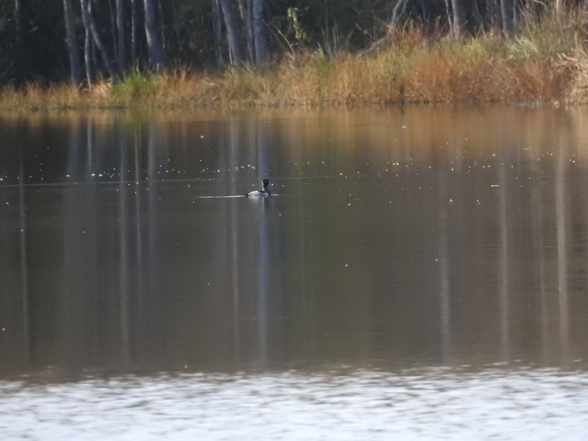 Ring-necked Duck - ML609878288