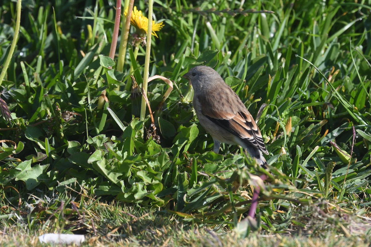 Yemen Linnet - ML609878291