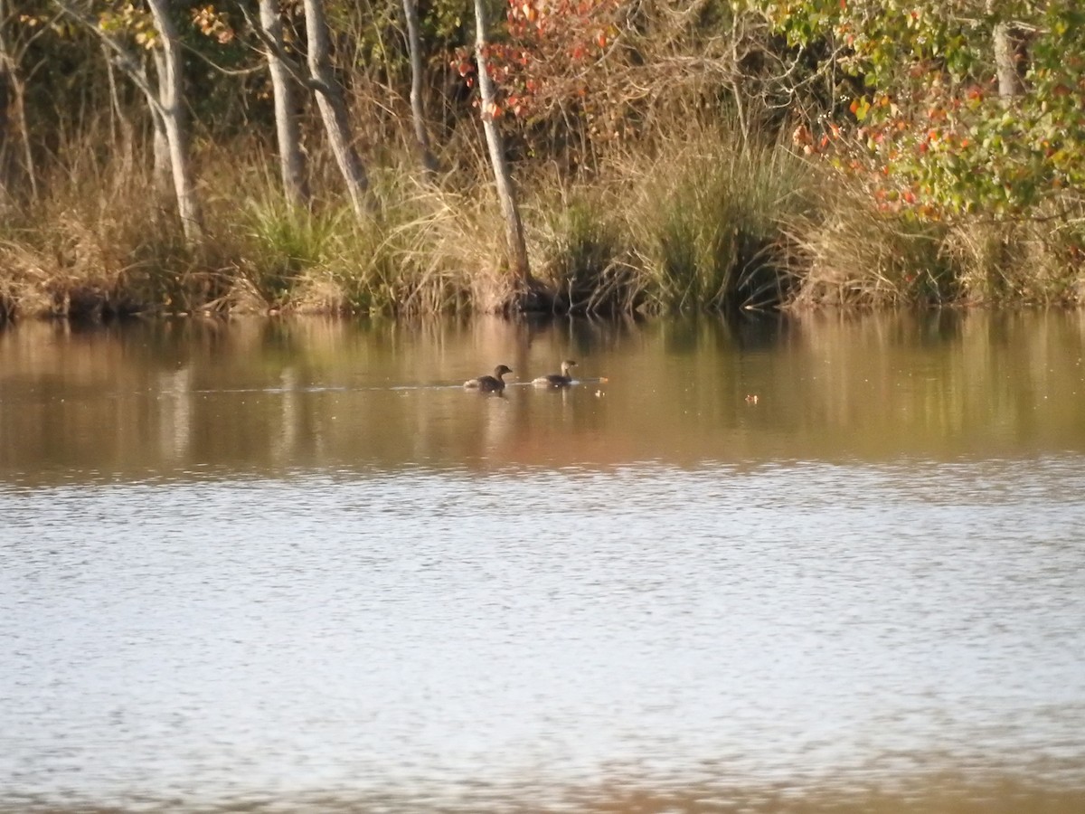 Ring-necked Duck - ML609878301