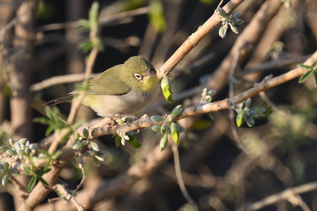 Abyssinian White-eye - Chiusi Alessio Pietro