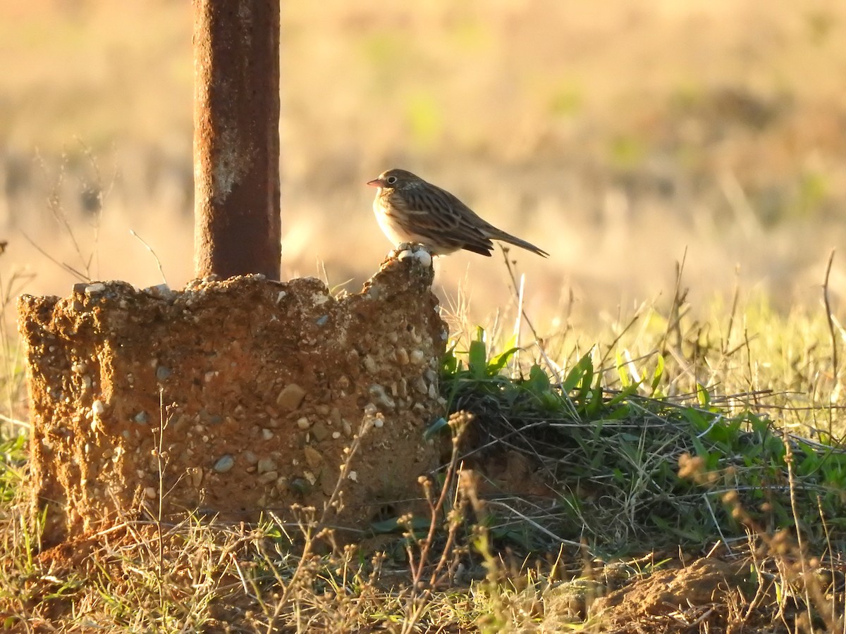 Vesper Sparrow - ML609878330