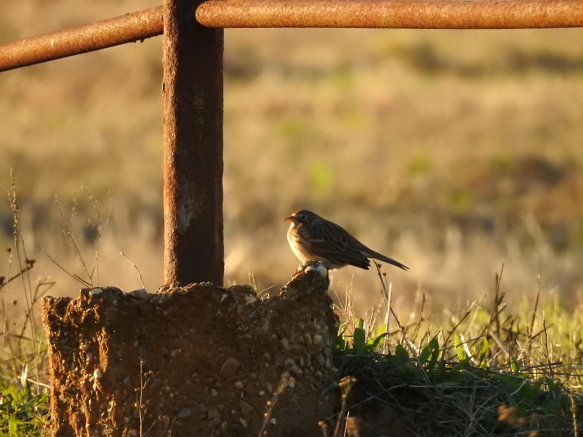 Vesper Sparrow - ML609878331