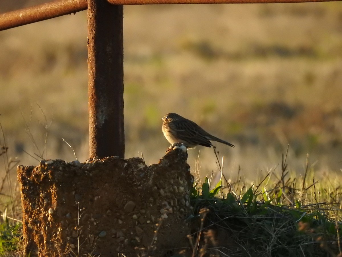 Vesper Sparrow - ML609878333
