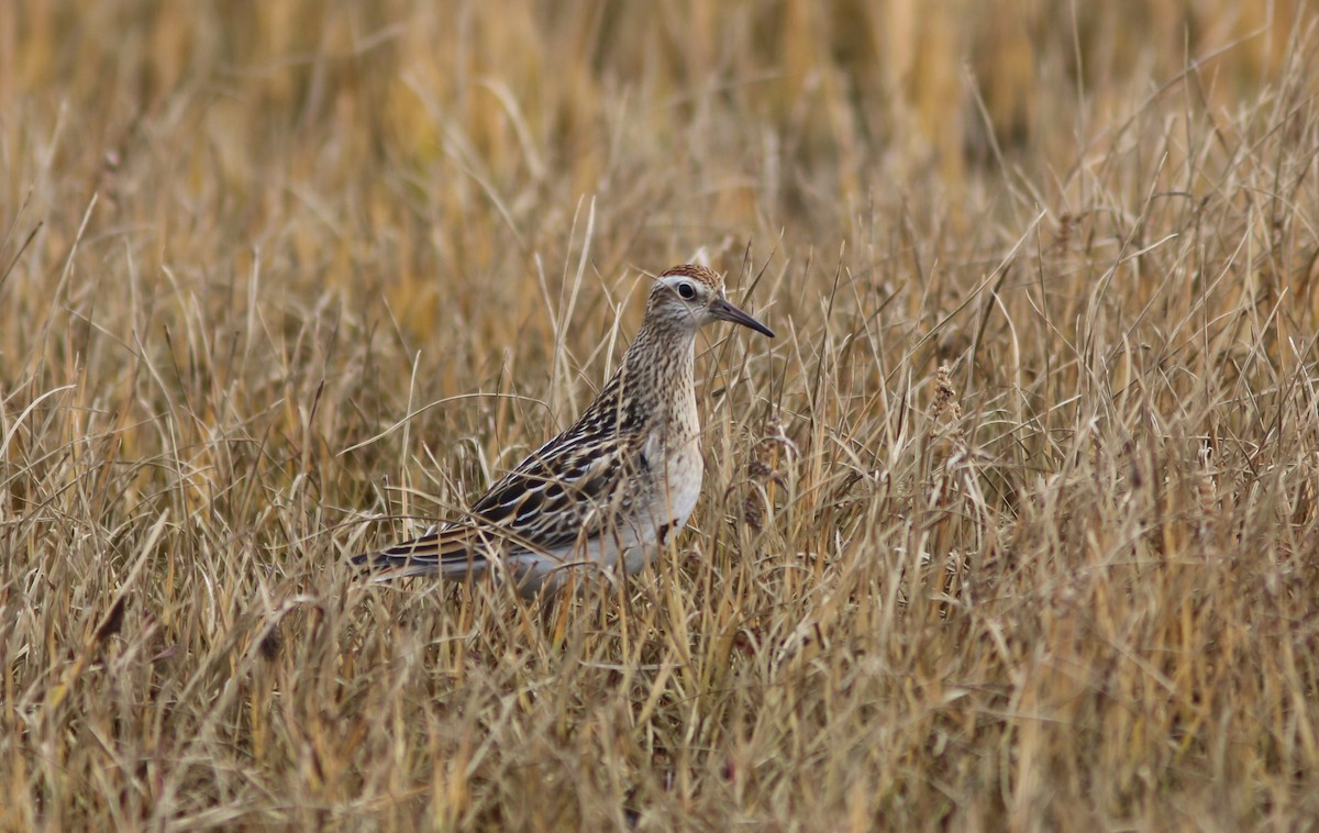 Sharp-tailed Sandpiper - ML609878338