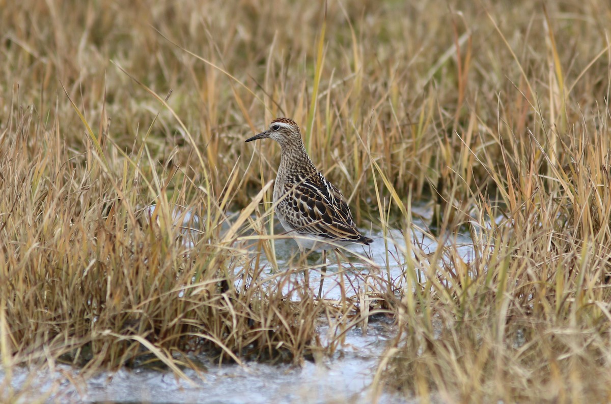 Sharp-tailed Sandpiper - ML609878339