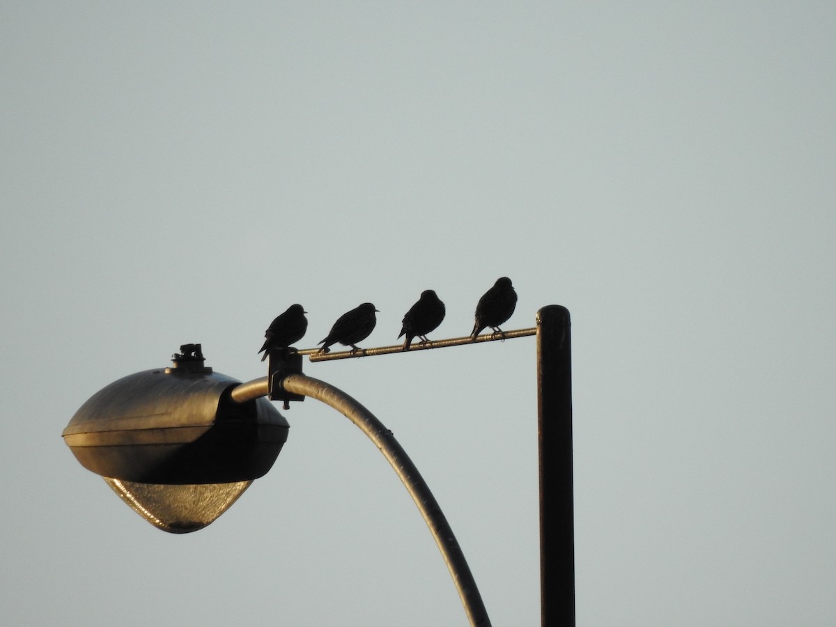 European Starling - ML609878350