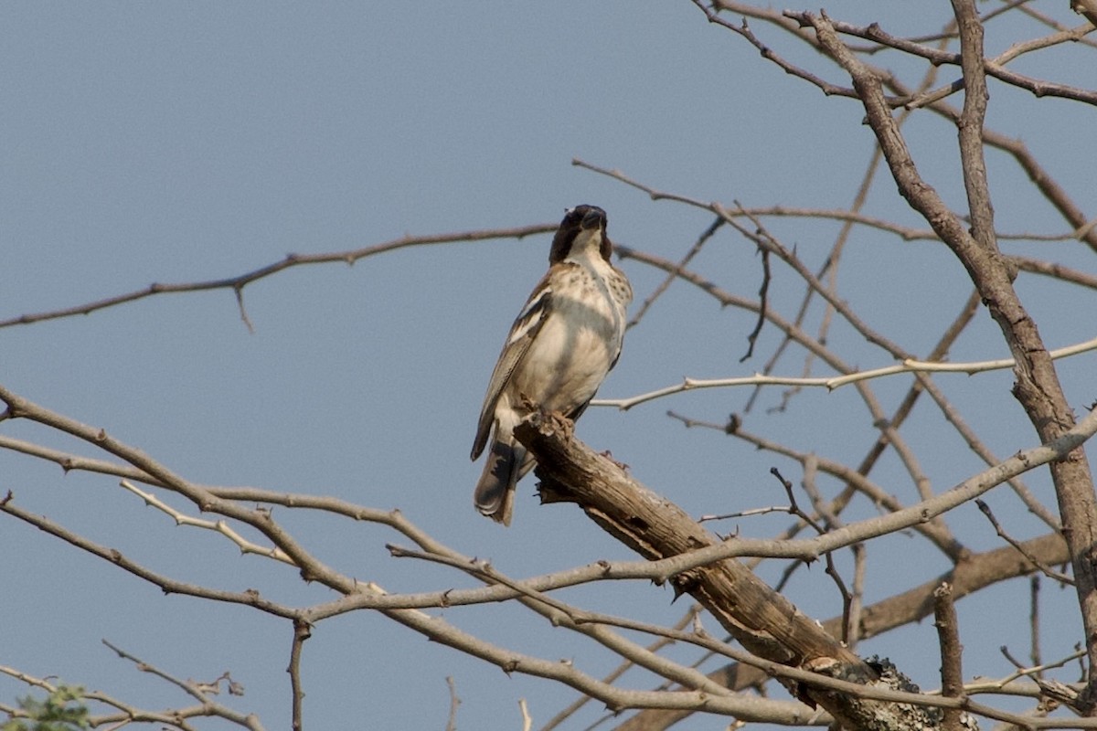 White-browed Sparrow-Weaver (Spot-chested) - ML609878440