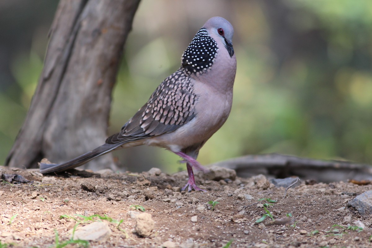 Spotted Dove - ML609878468