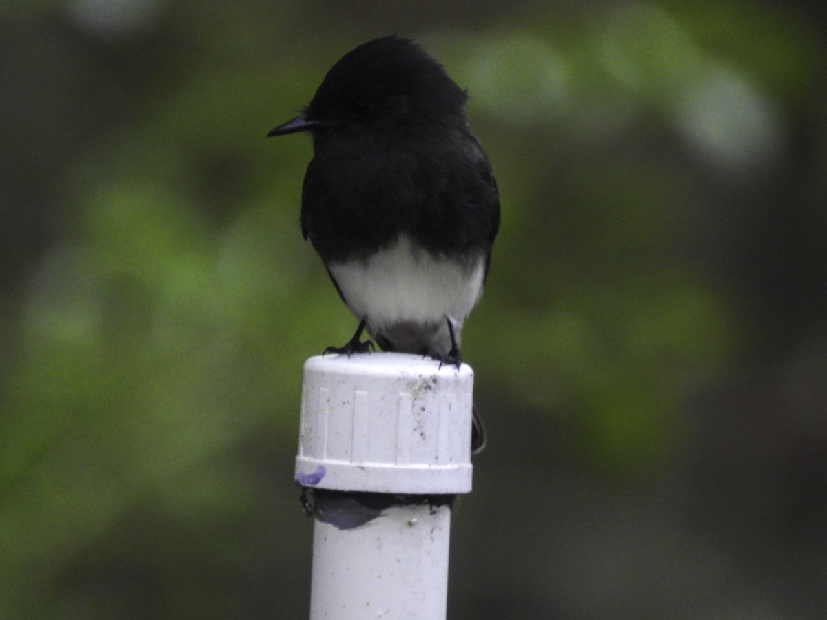 Black Phoebe - ML609878540