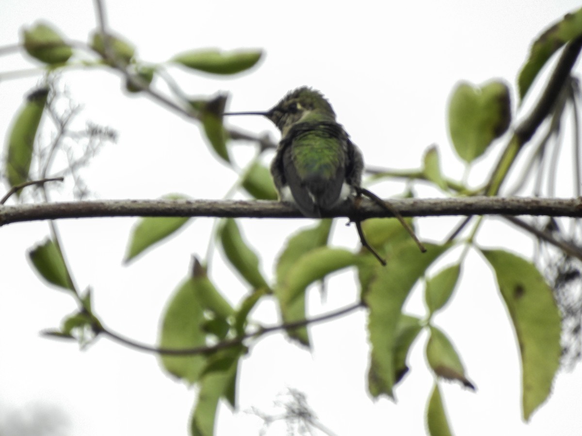 Anna's Hummingbird - ML609878587