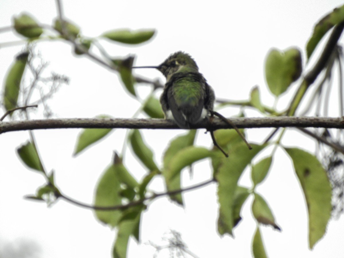 rødmaskekolibri - ML609878587