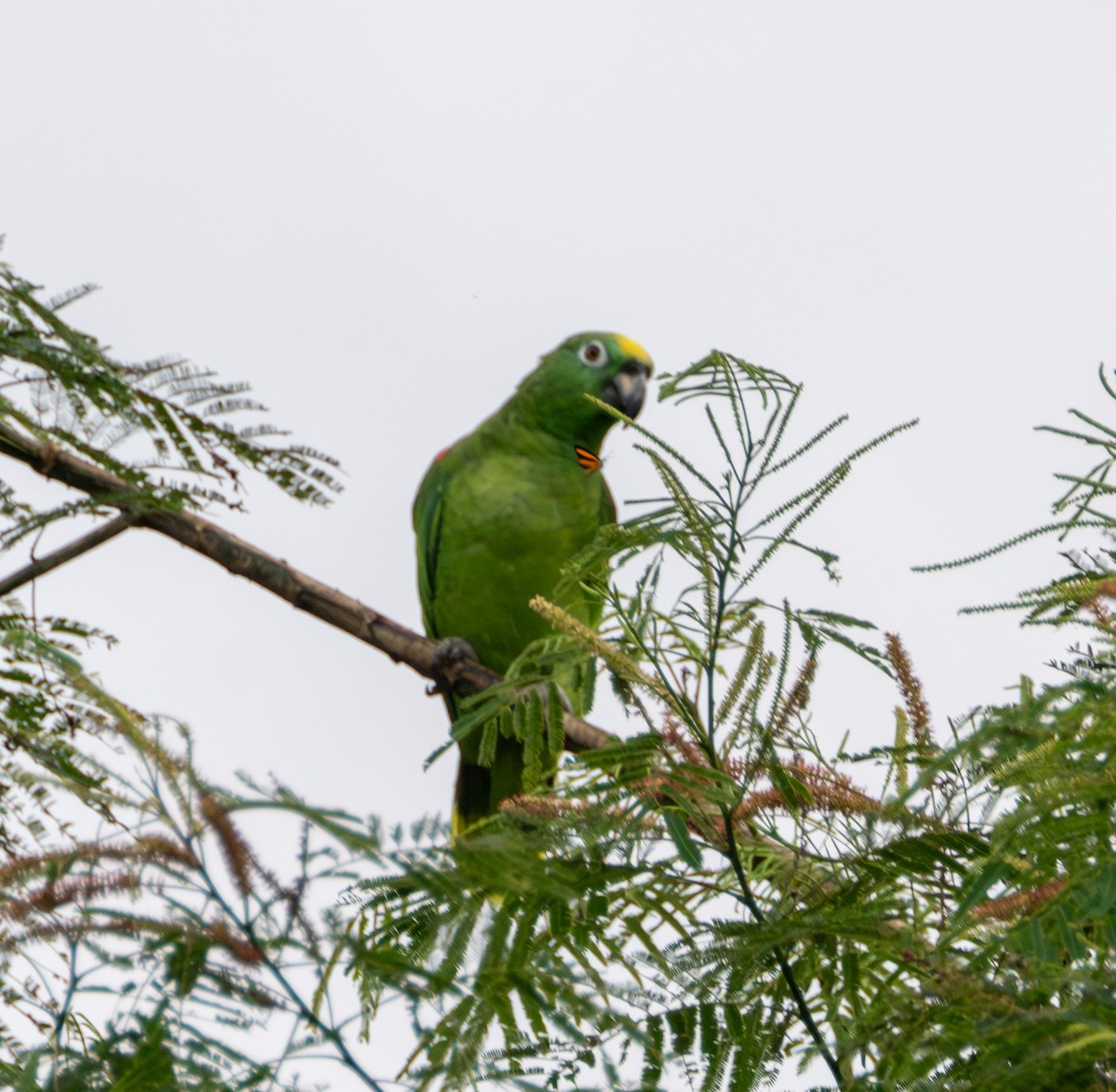 Yellow-crowned Parrot - ML609878588