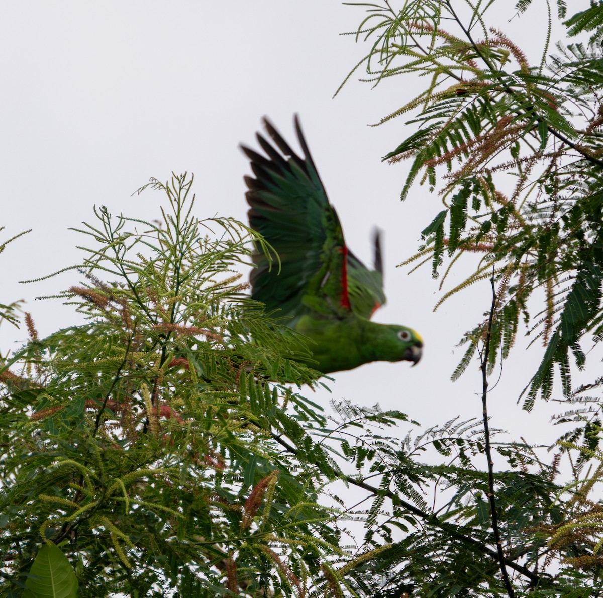 Yellow-crowned Parrot - Robert Zirl