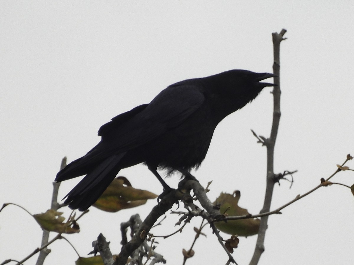 American Crow - Astrid Taen