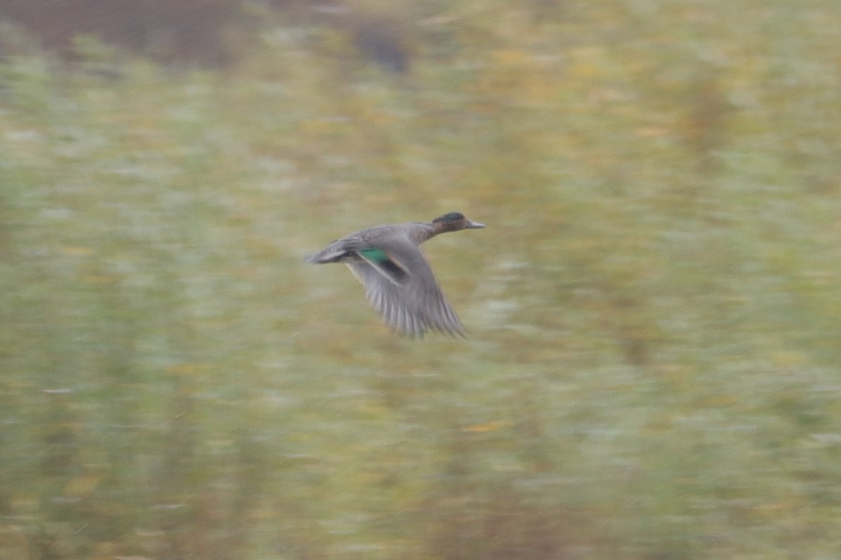 Green-winged Teal - ML609878639