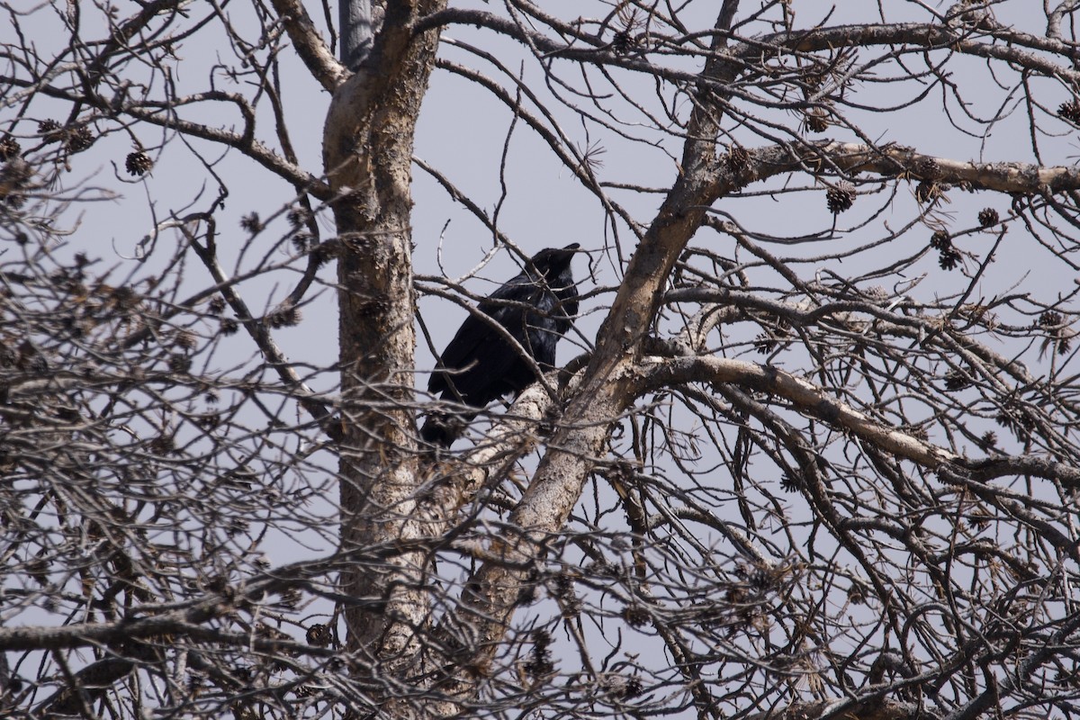 Common Raven - Greg Hertler
