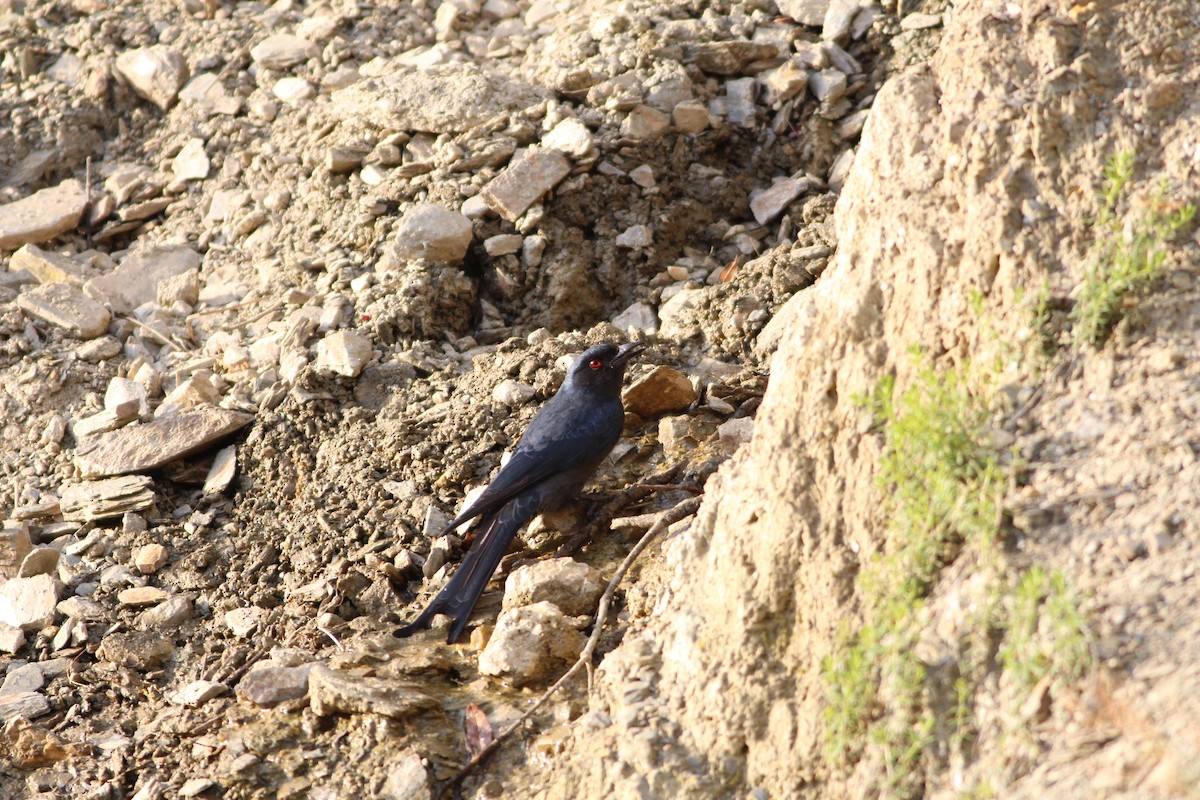 Kül Rengi Drongo - ML609878689