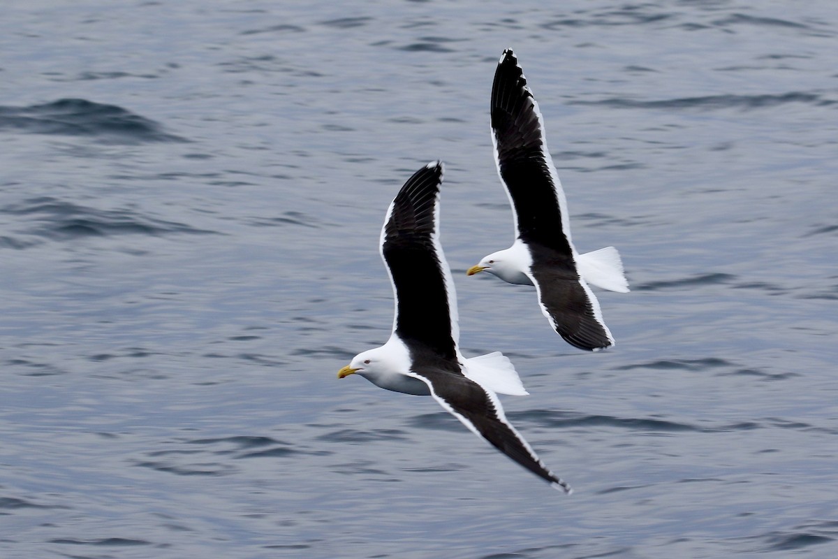 Kelp Gull - ML609878721
