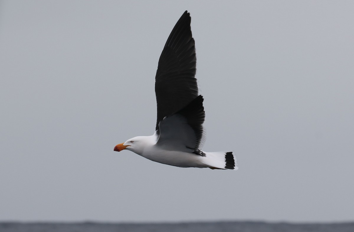 Pacific Gull - ML609878726