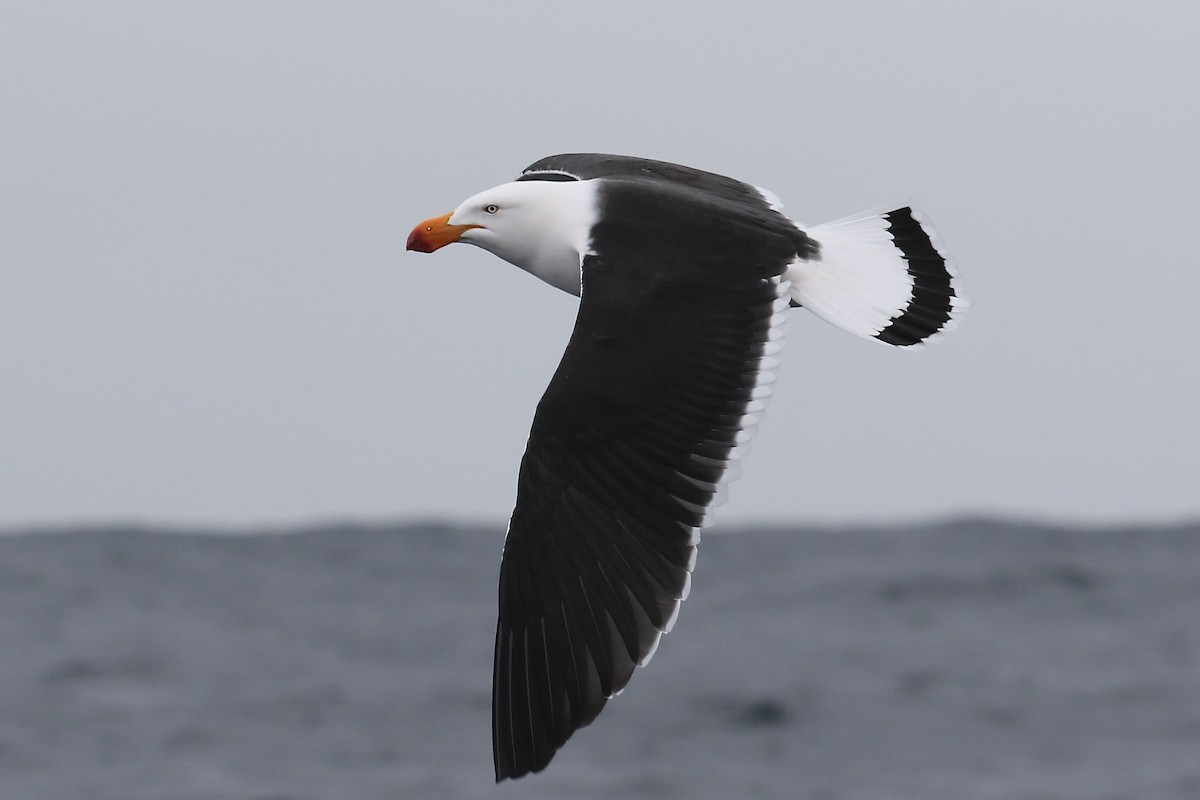 Pacific Gull - ML609878727