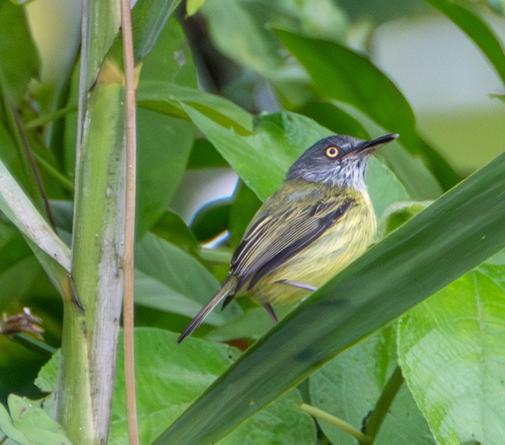 Spotted Tody-Flycatcher - ML609878784