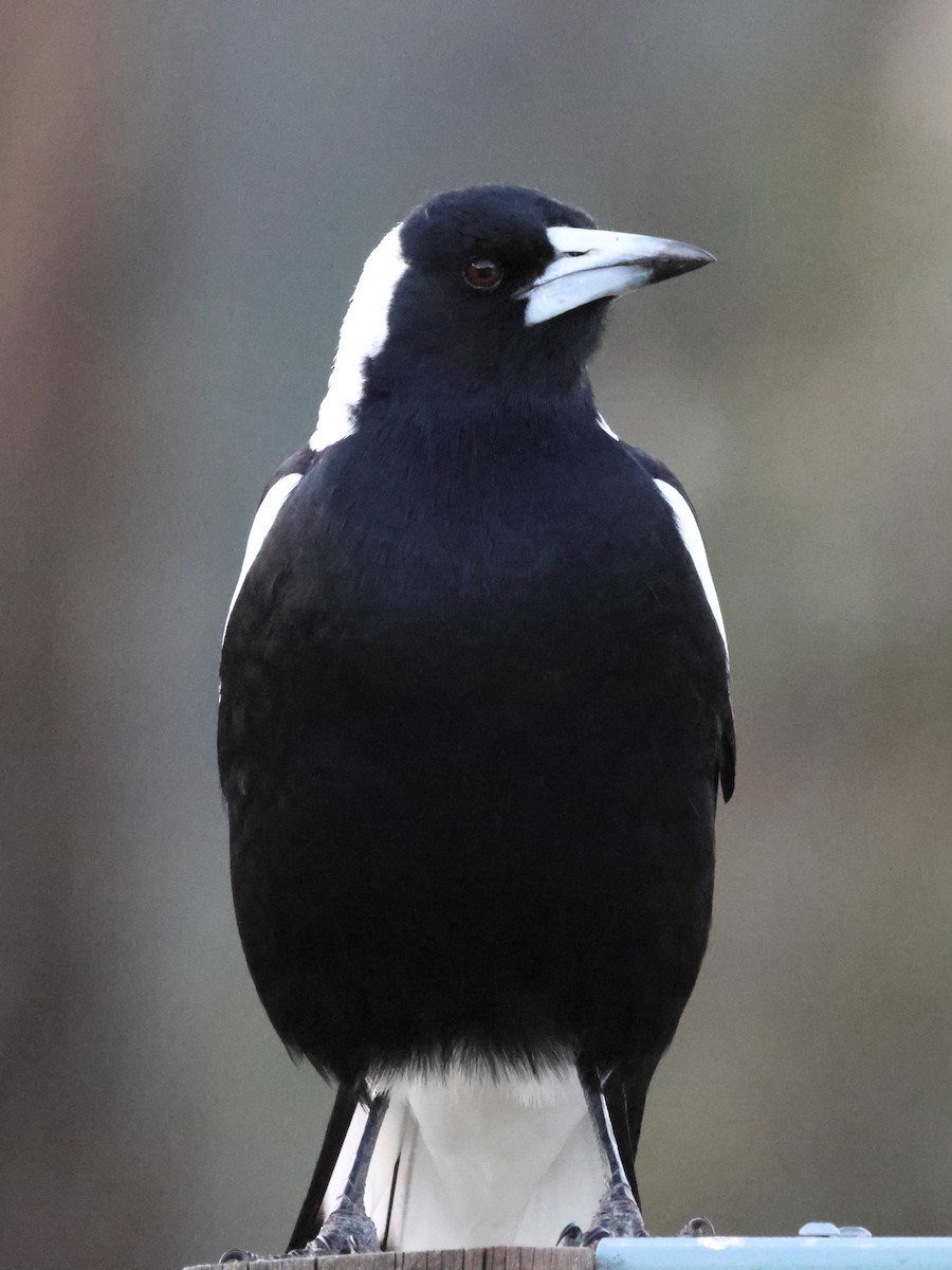 Australian Magpie (Black-backed) - John Brown